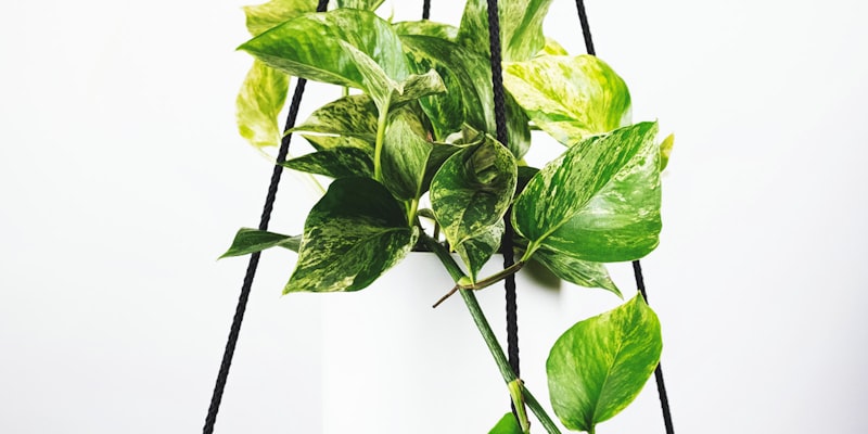 欧冠联赛官方标志与足球的特写照片，充满荣耀感