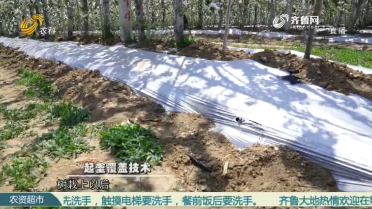 Intensive technology makes Apple demonstration garden(图5)